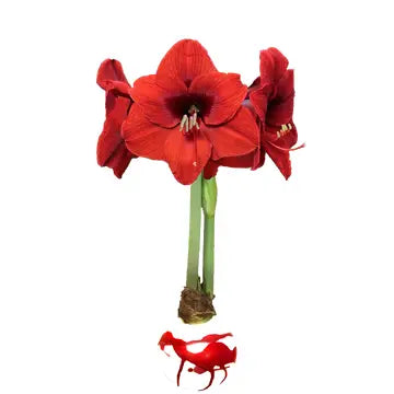 Amaryllis Bulb | Red & White