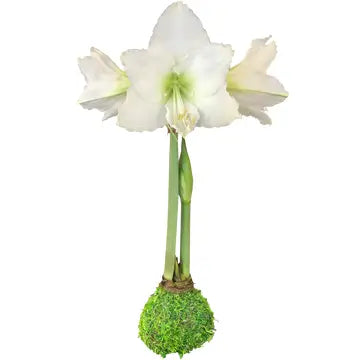 Moss Amaryllis Bulb