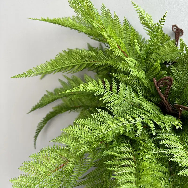 Fern Bush