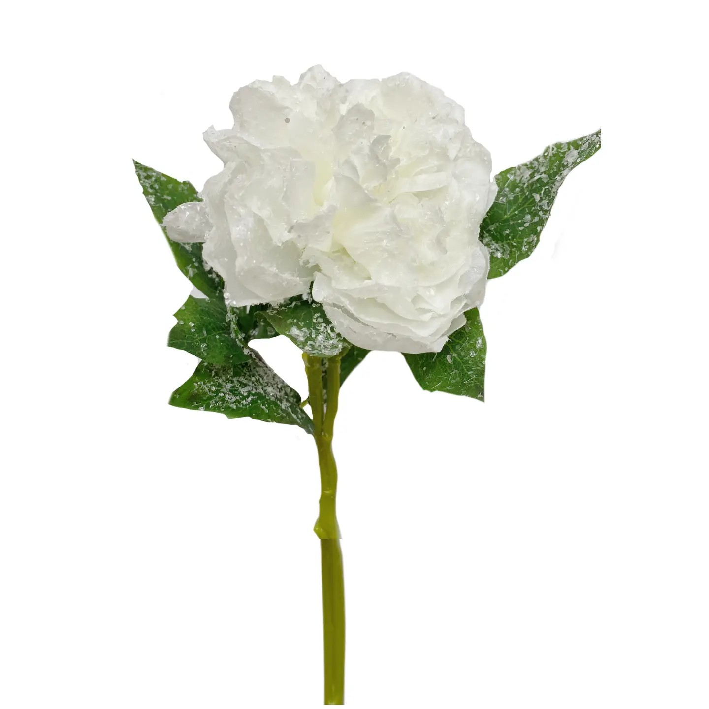 Snow Peony