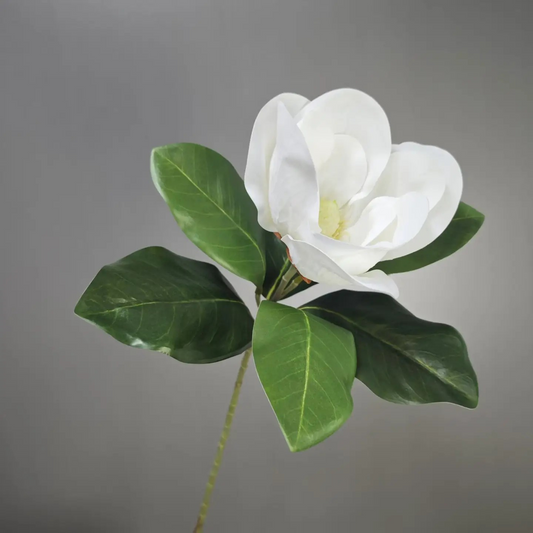 Large Magnolia Bloom