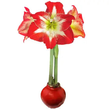 Amaryllis Bulb | Red