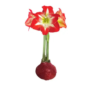 Amaryllis Bulb | Red Glitter
