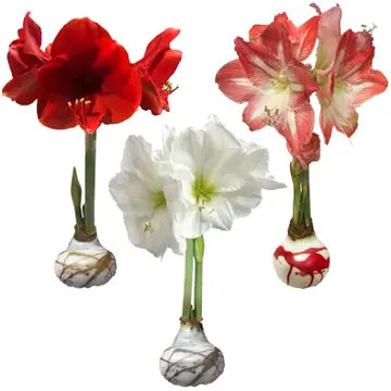 Amaryllis Bulb | Mix