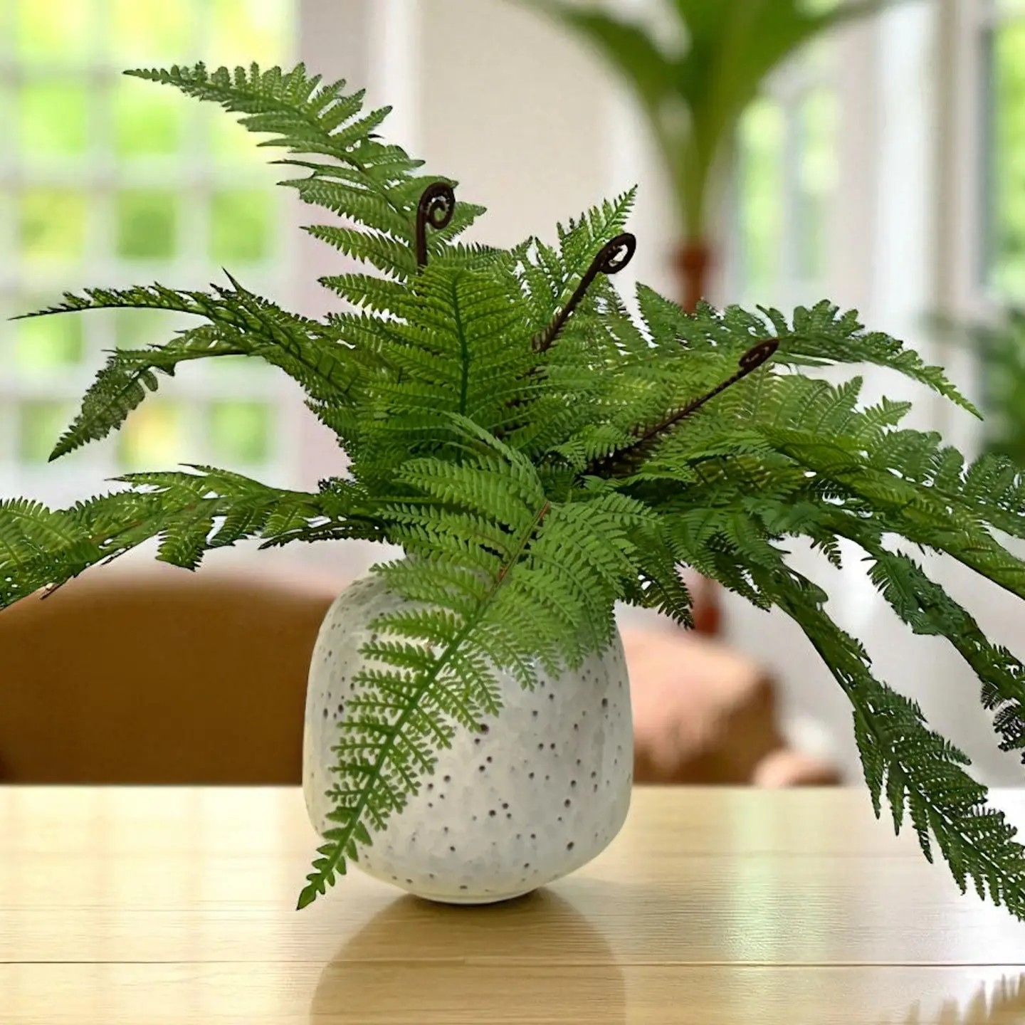Fern Bush