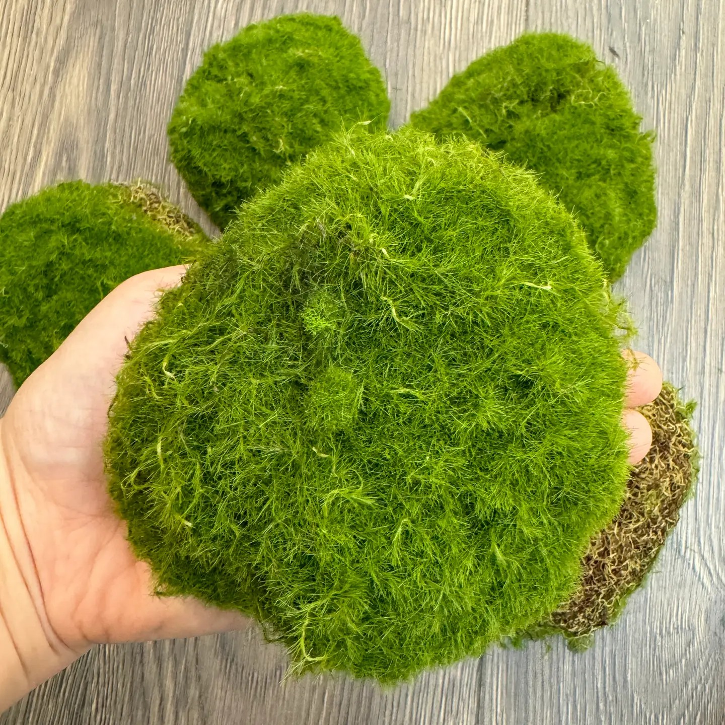 Moss Ball