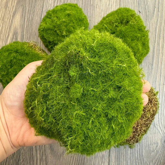 Moss Ball